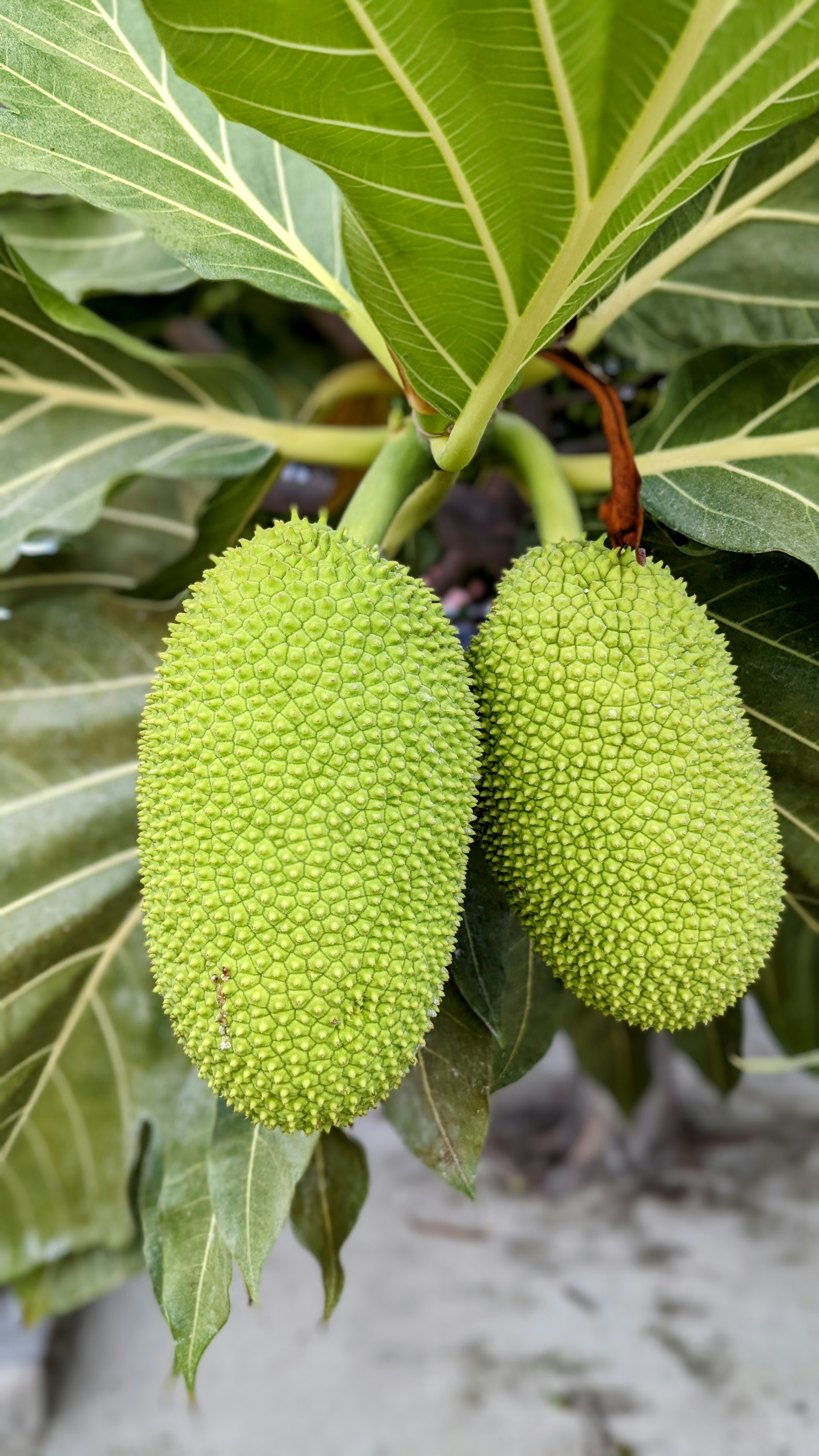 Fresh breadfruit fruit