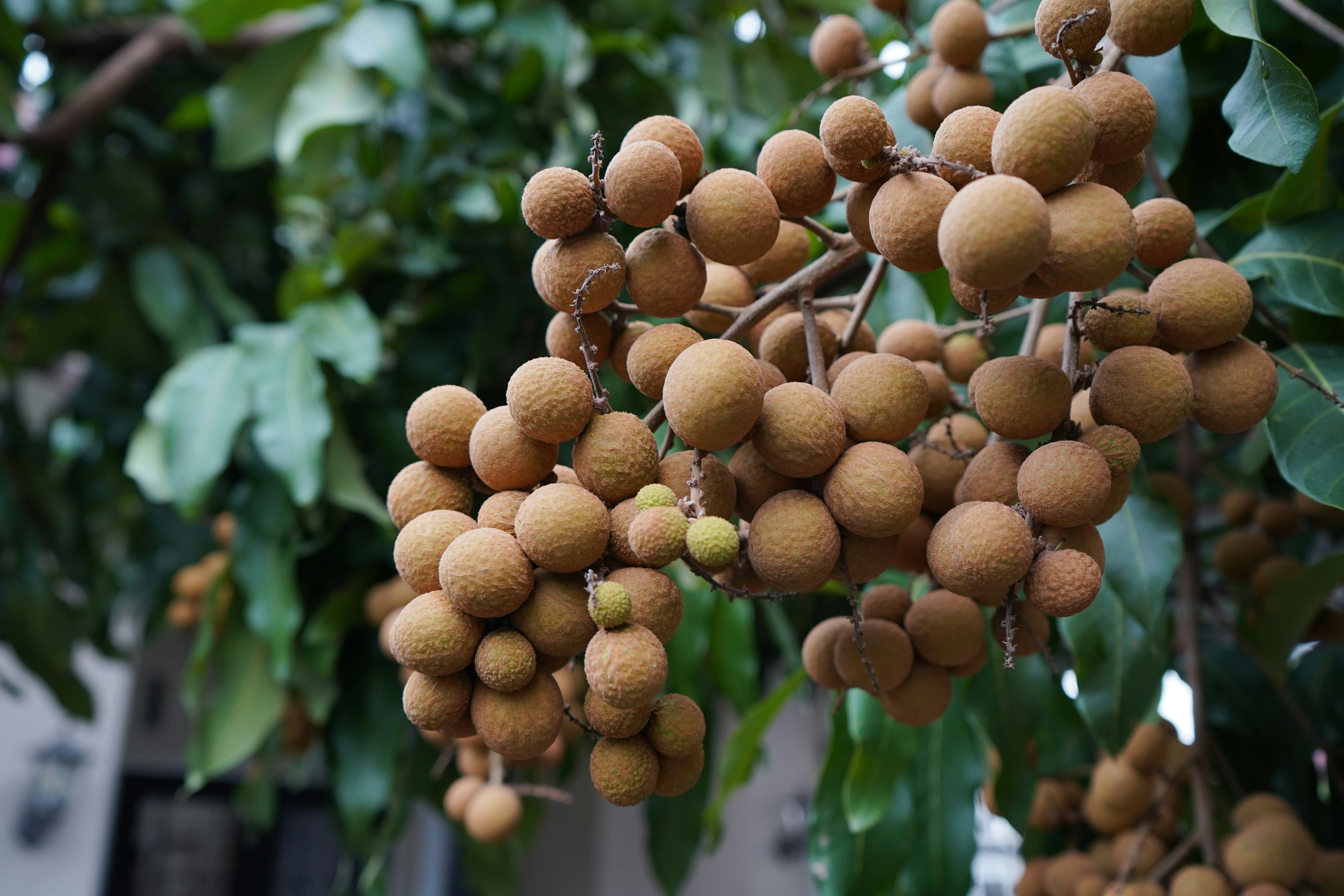 Fresh longan fruit