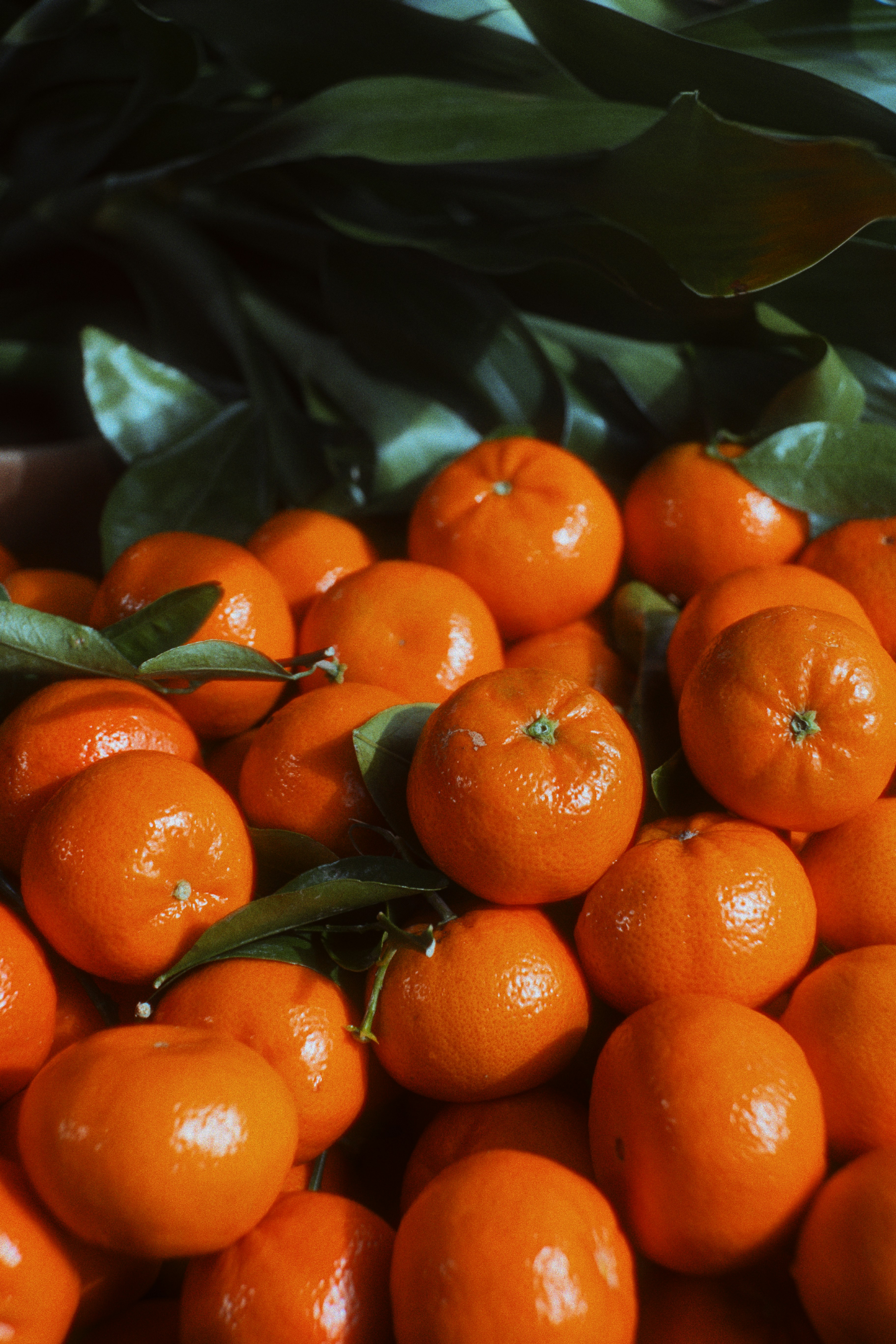 Fresh mandarin fruit