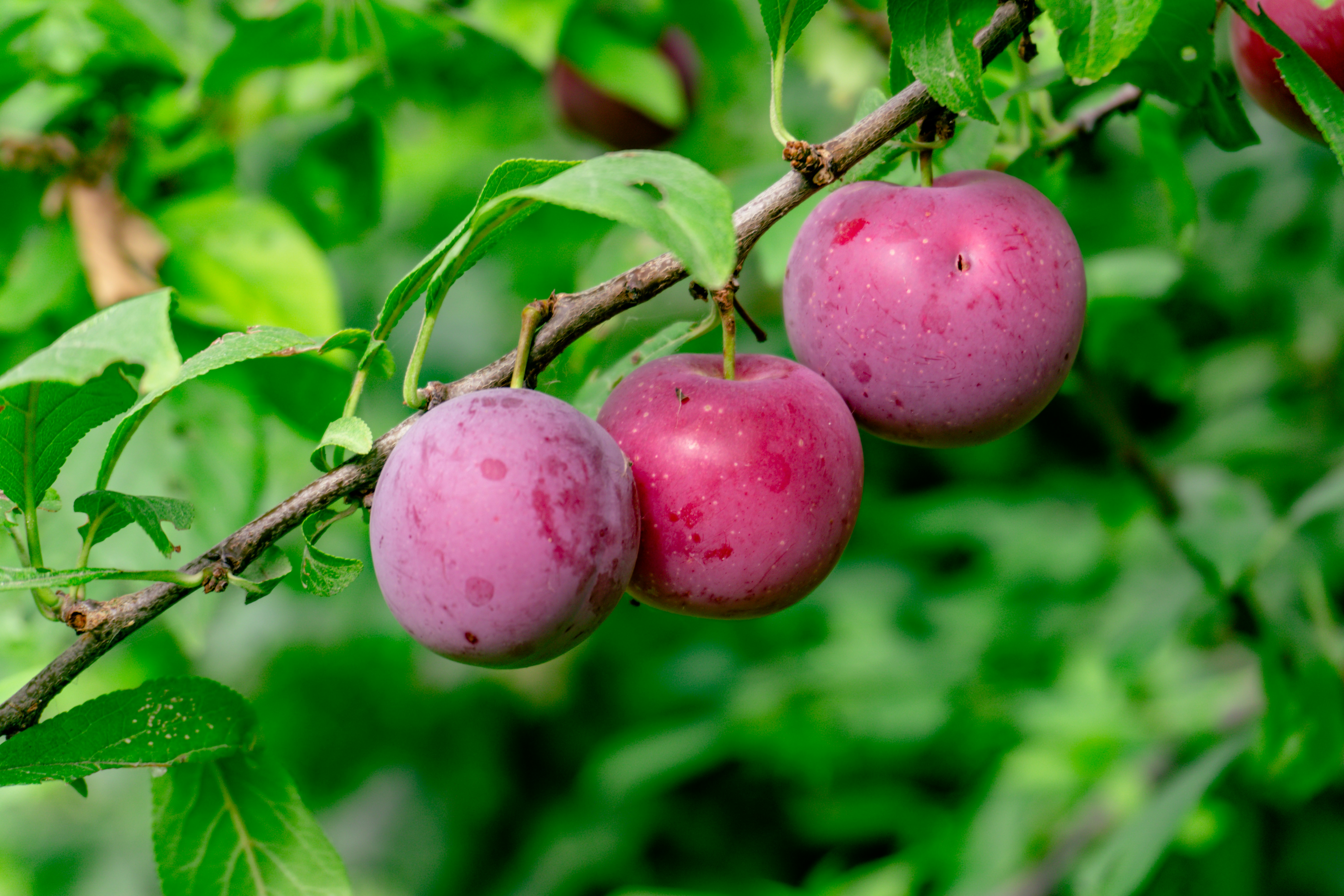 Fresh plum fruit