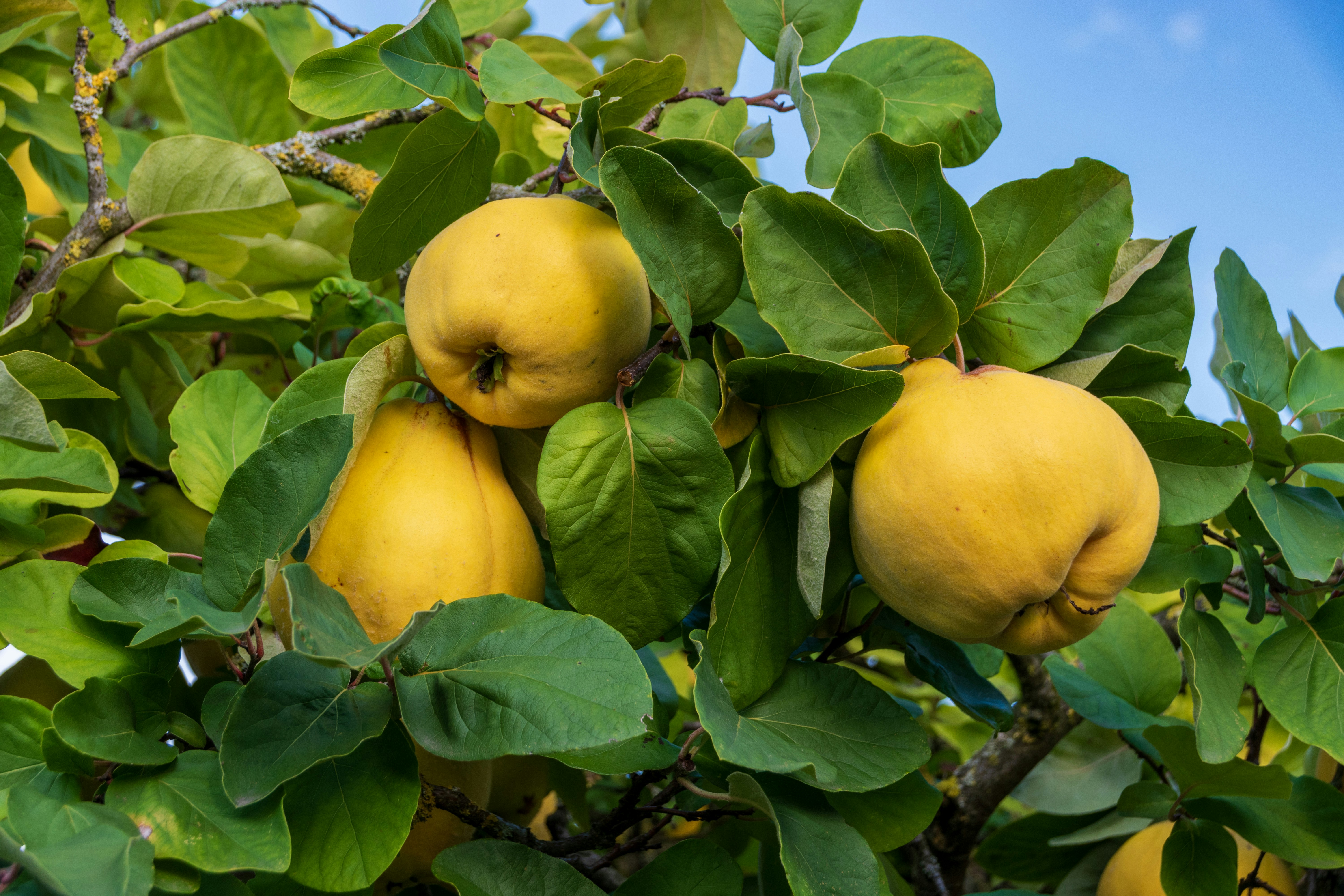 Fresh quince fruit