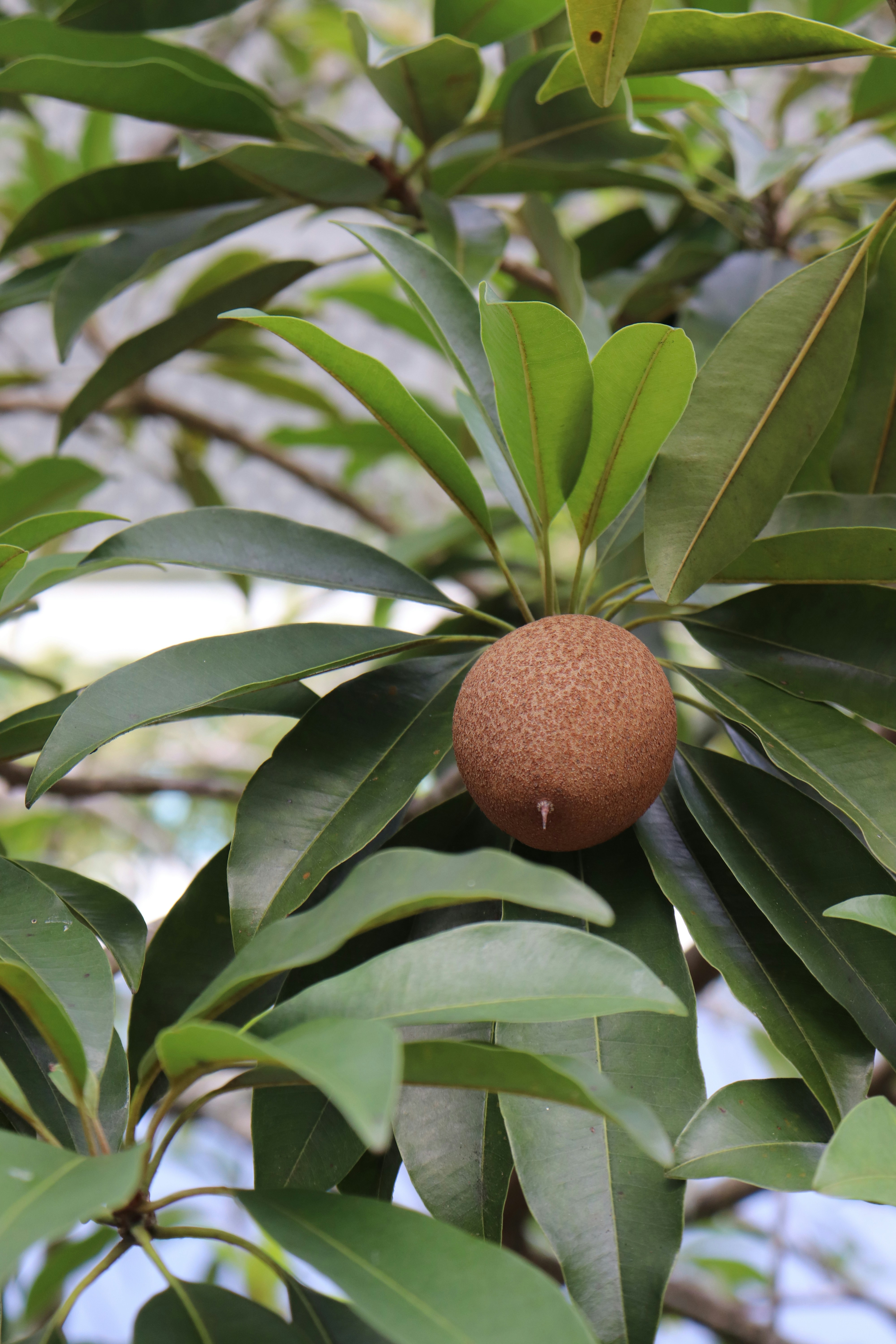 Fresh sapodilla fruit