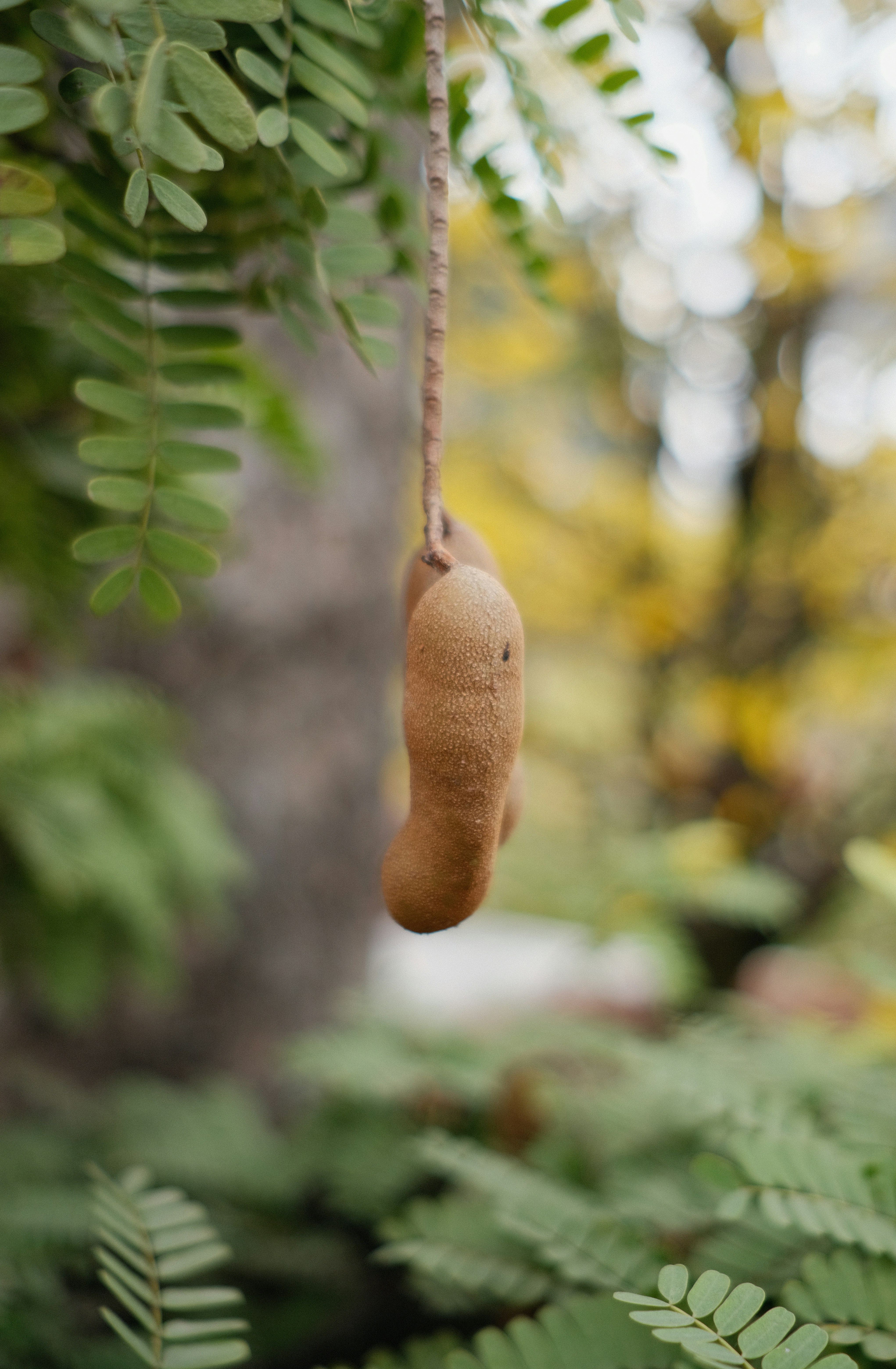 Fresh tamarind fruit