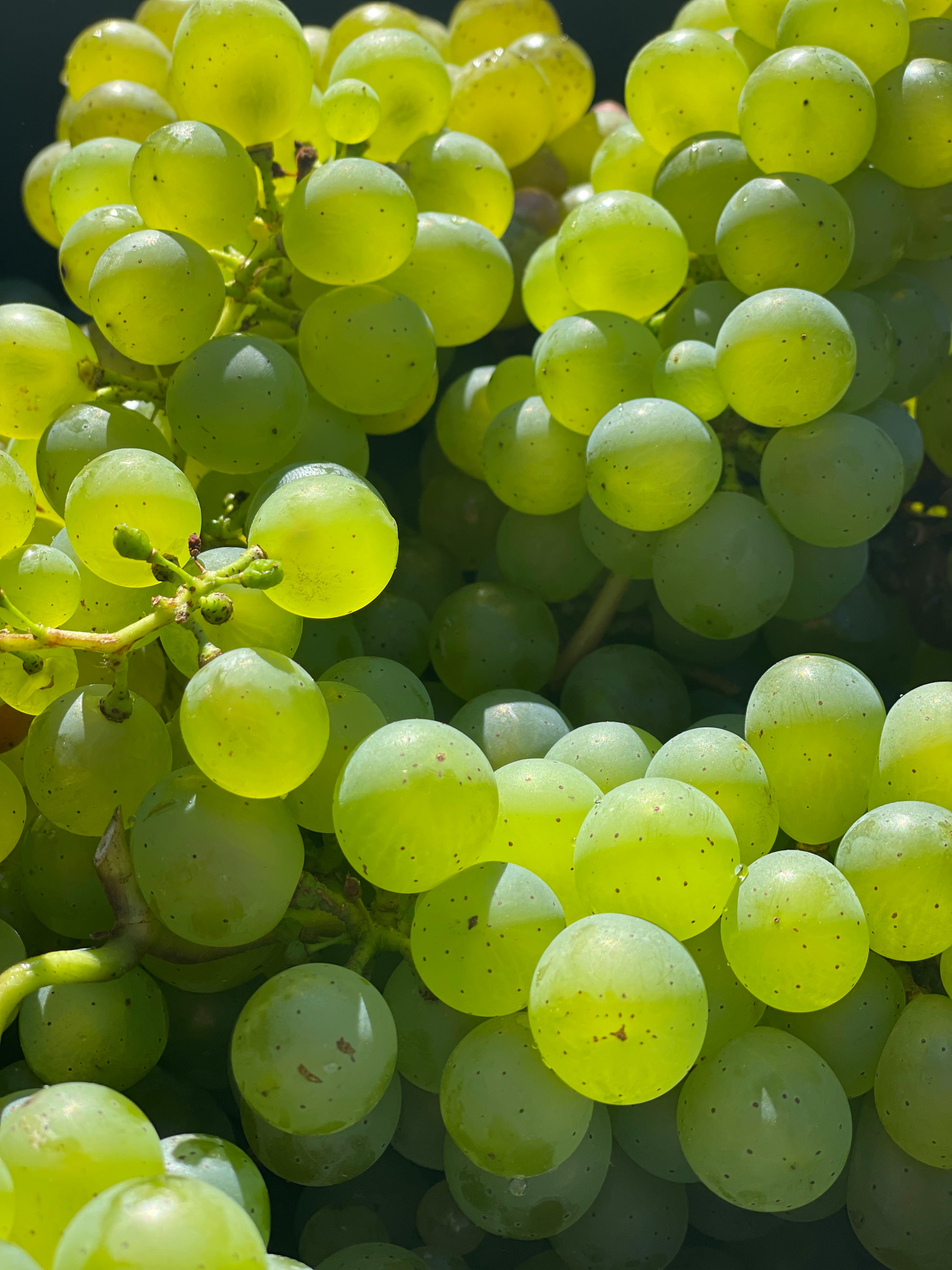 Fresh grapes