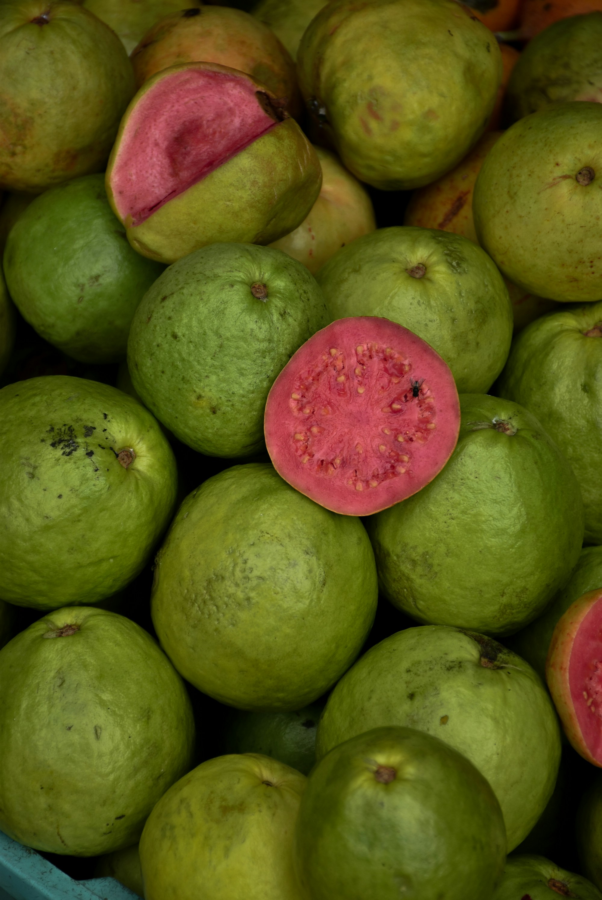 Fresh guava fruit