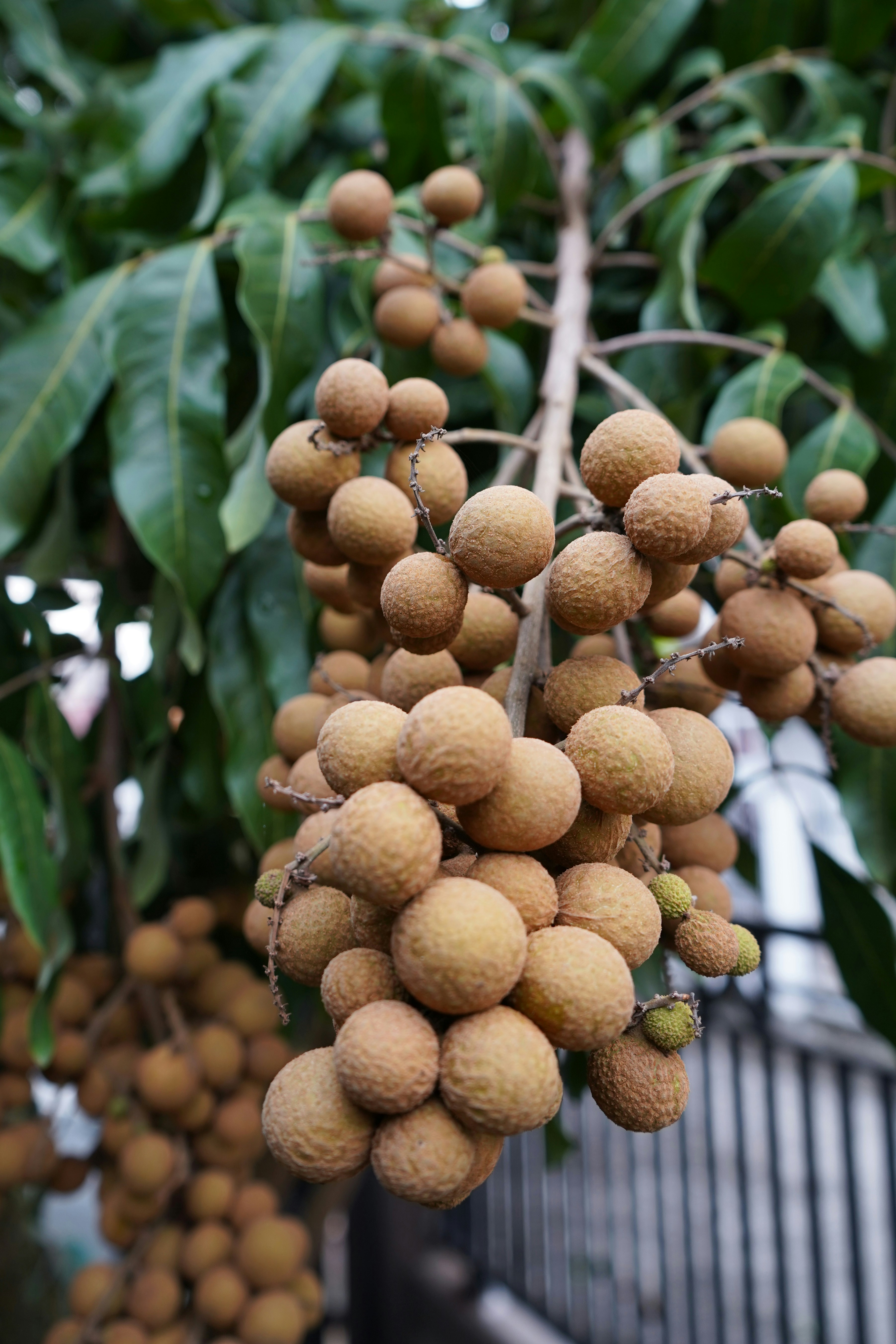 Fresh longan fruit
