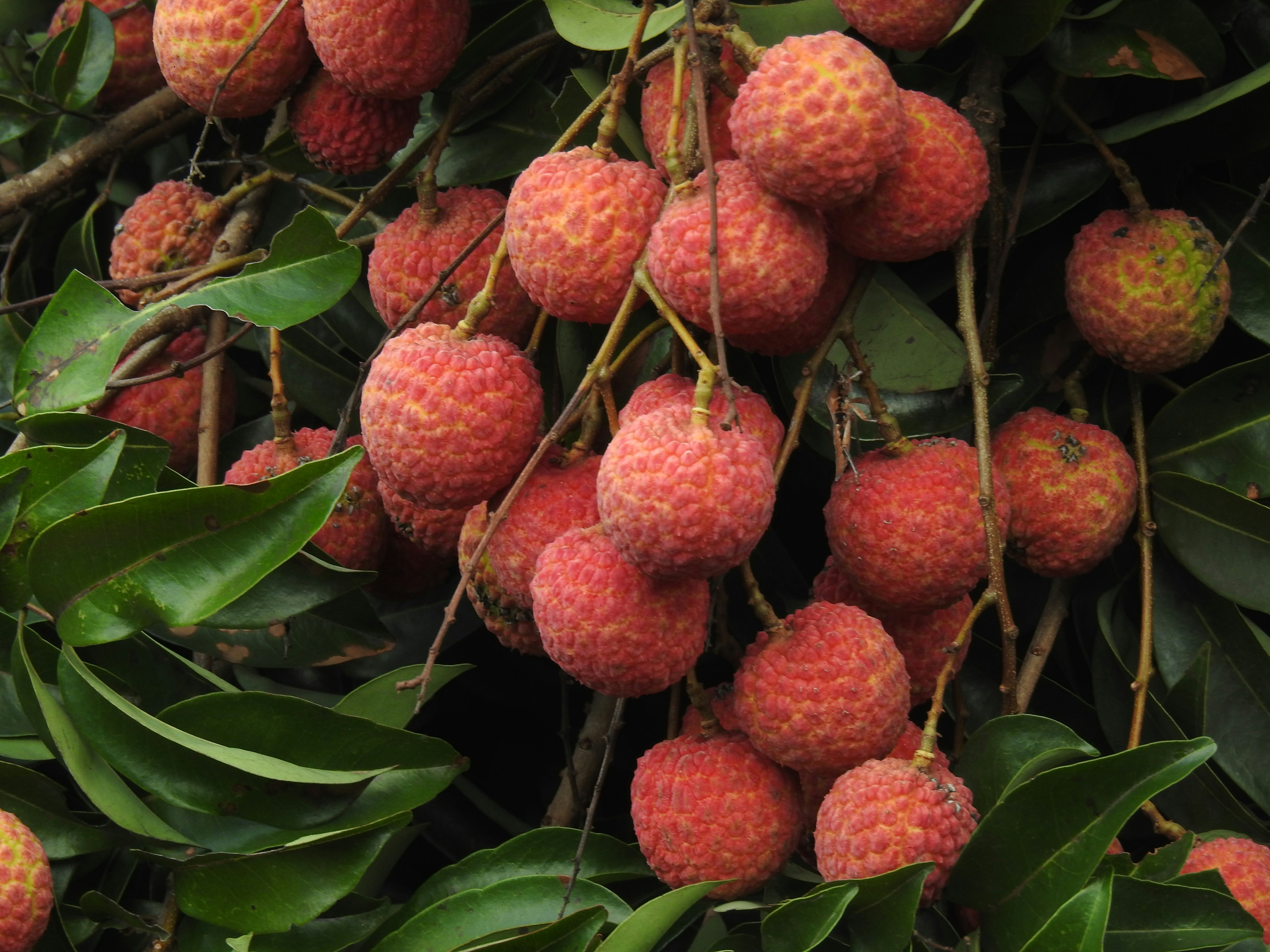 Fresh lychee fruit