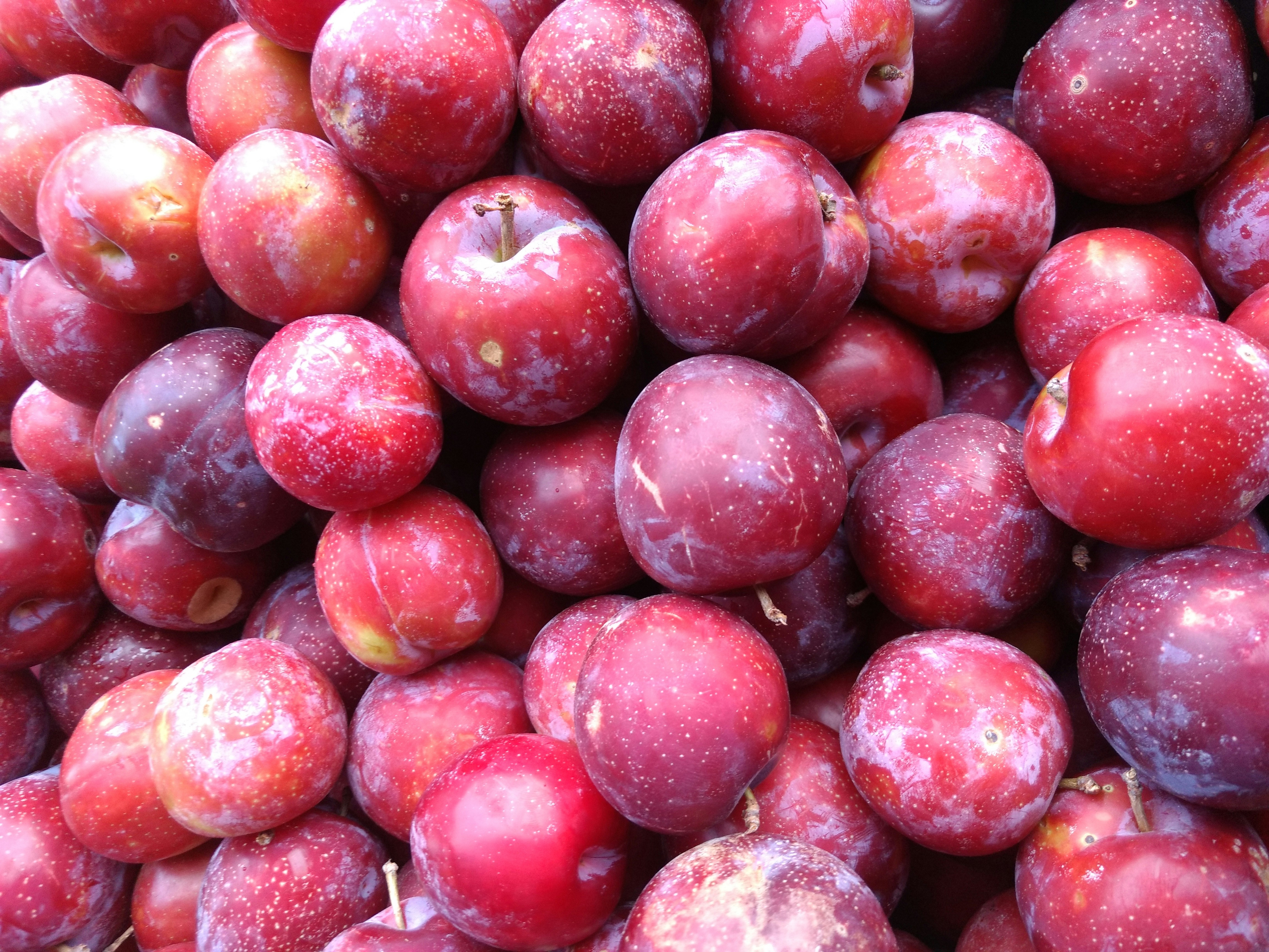 Fresh plum fruit