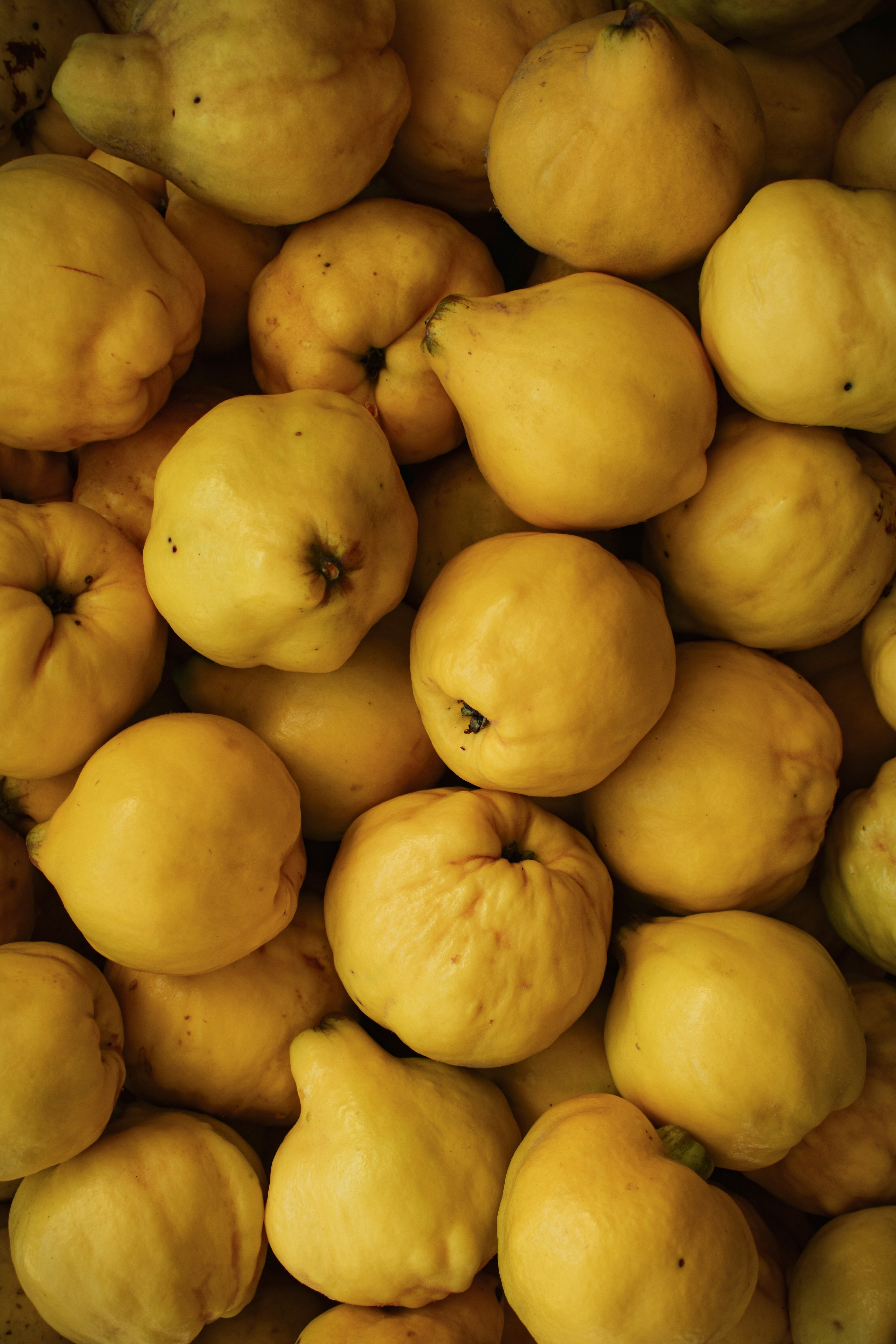 Fresh quince fruit