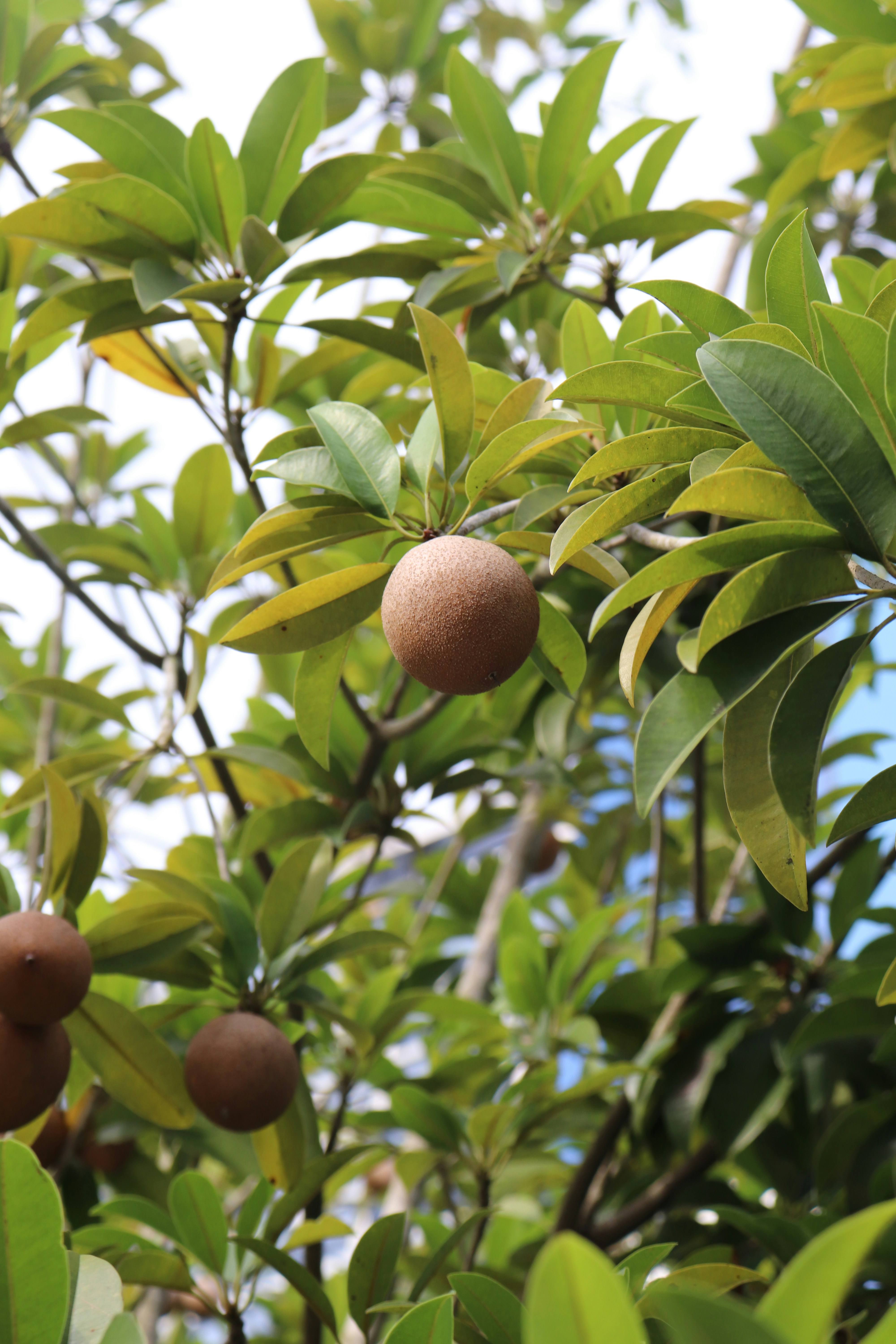 Fresh sapodilla fruit