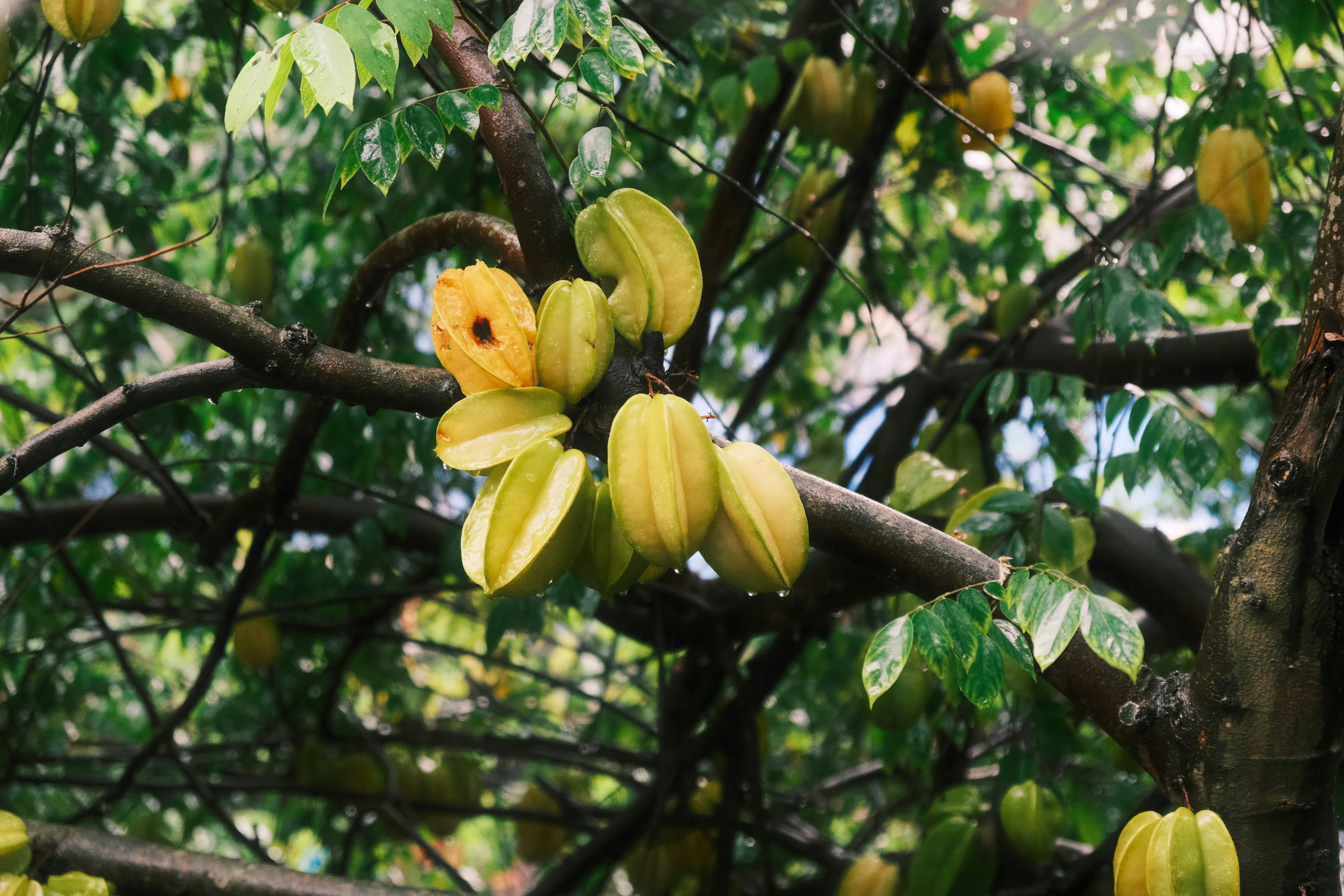 Fresh star fruit carambola
