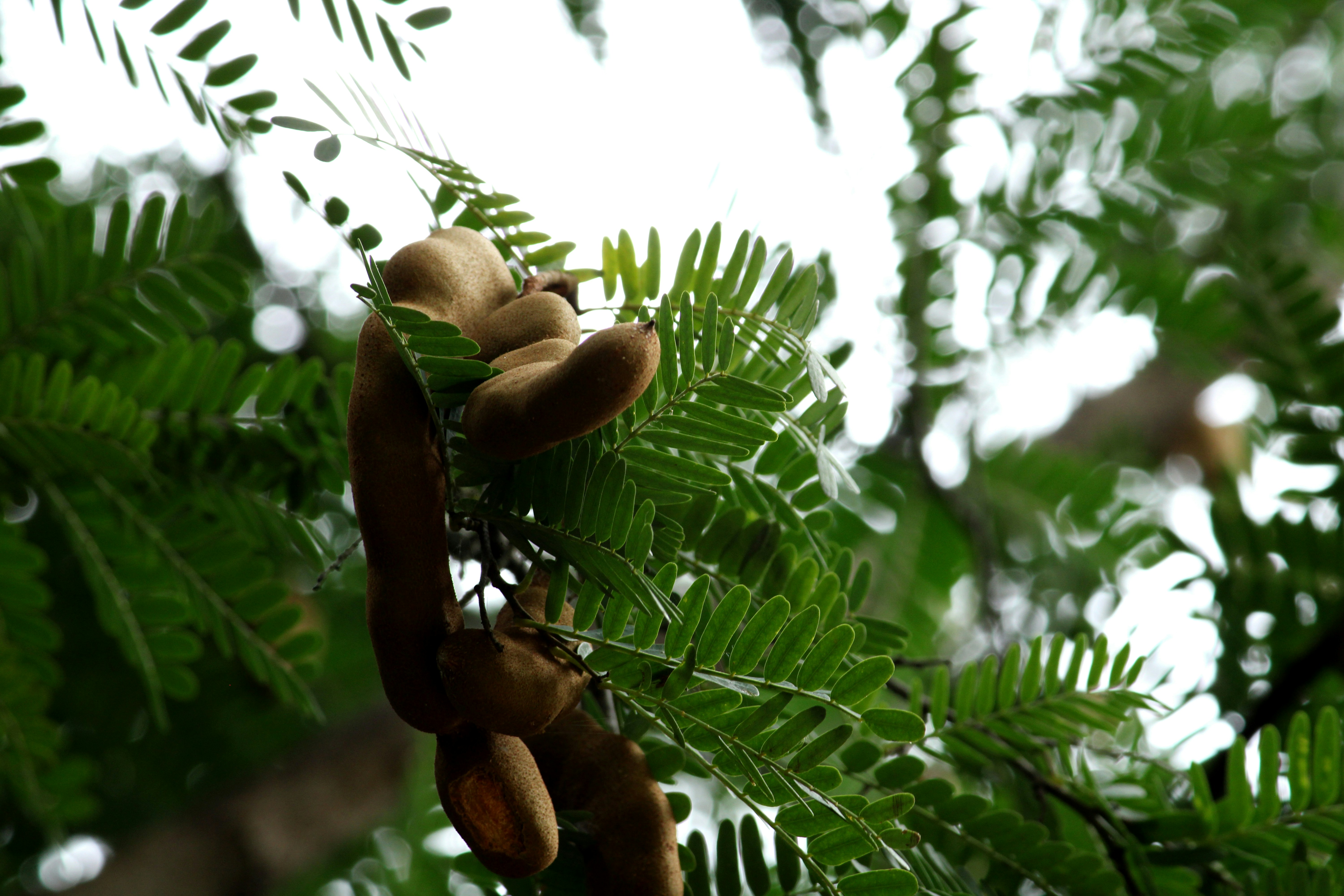 Fresh tamarind fruit