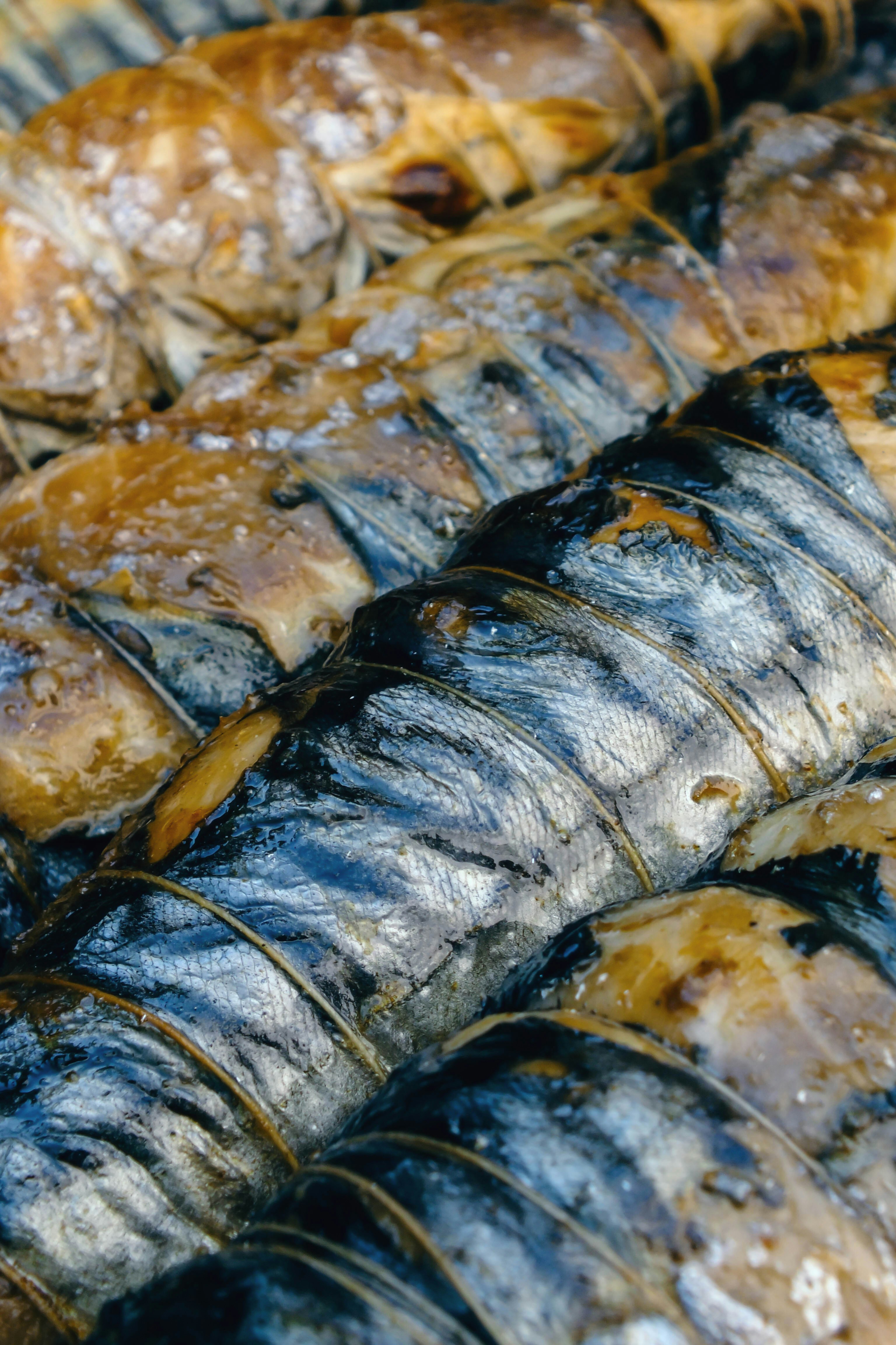 fresh mackerel fish