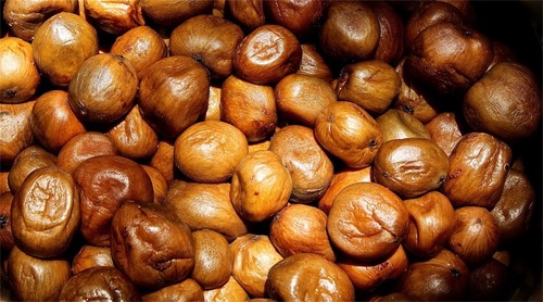 Fresh mongongo nuts