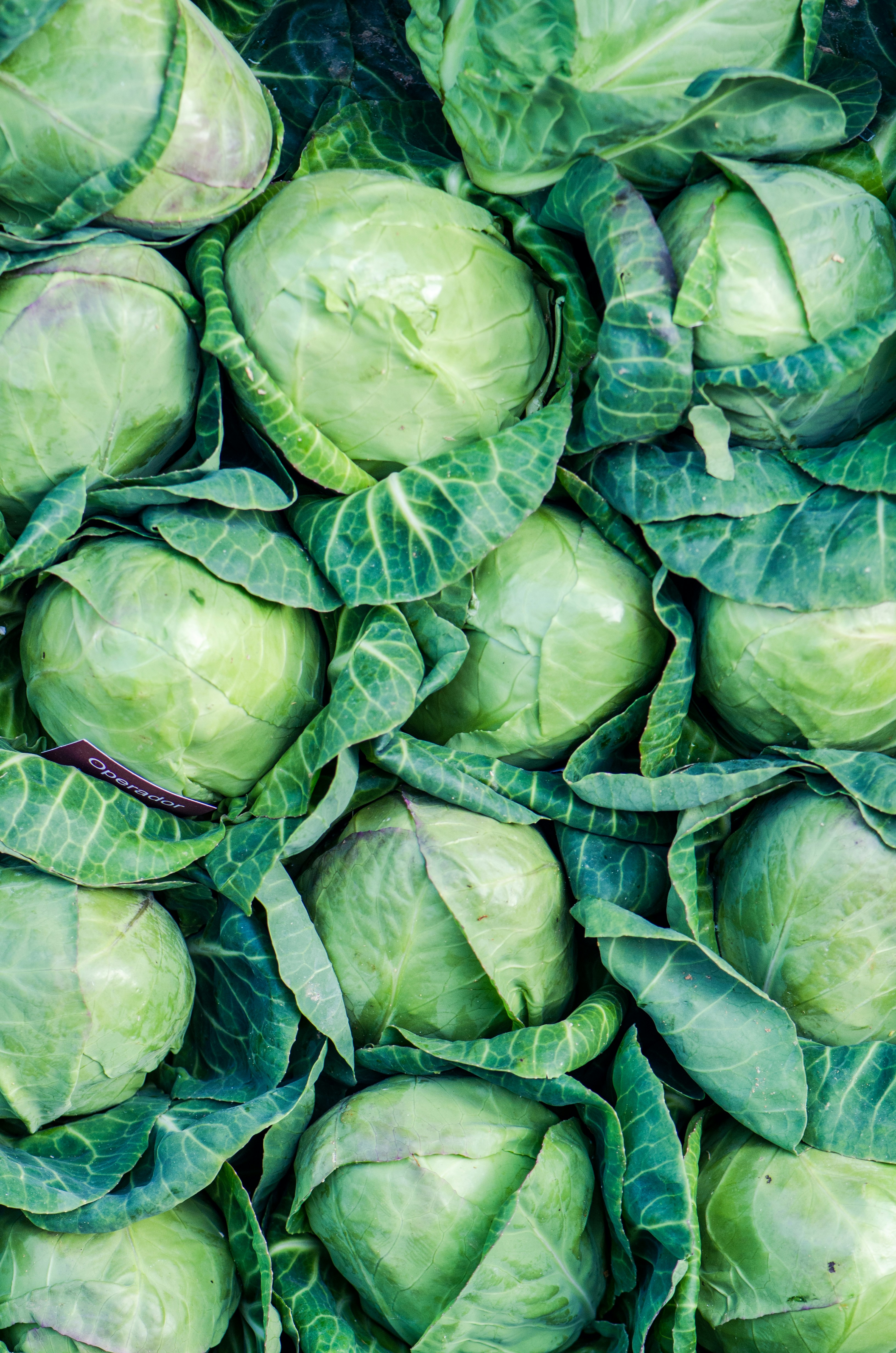 Fresh cabbage