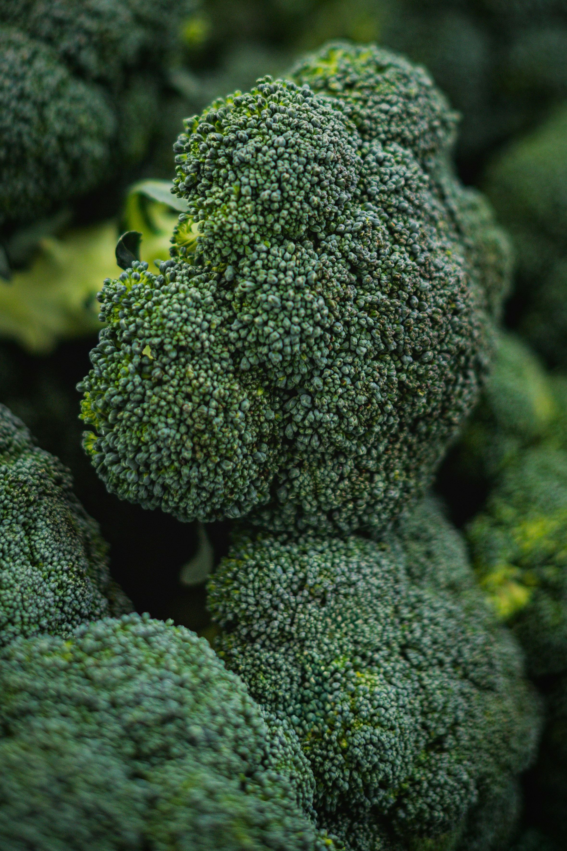 Fresh broccoli