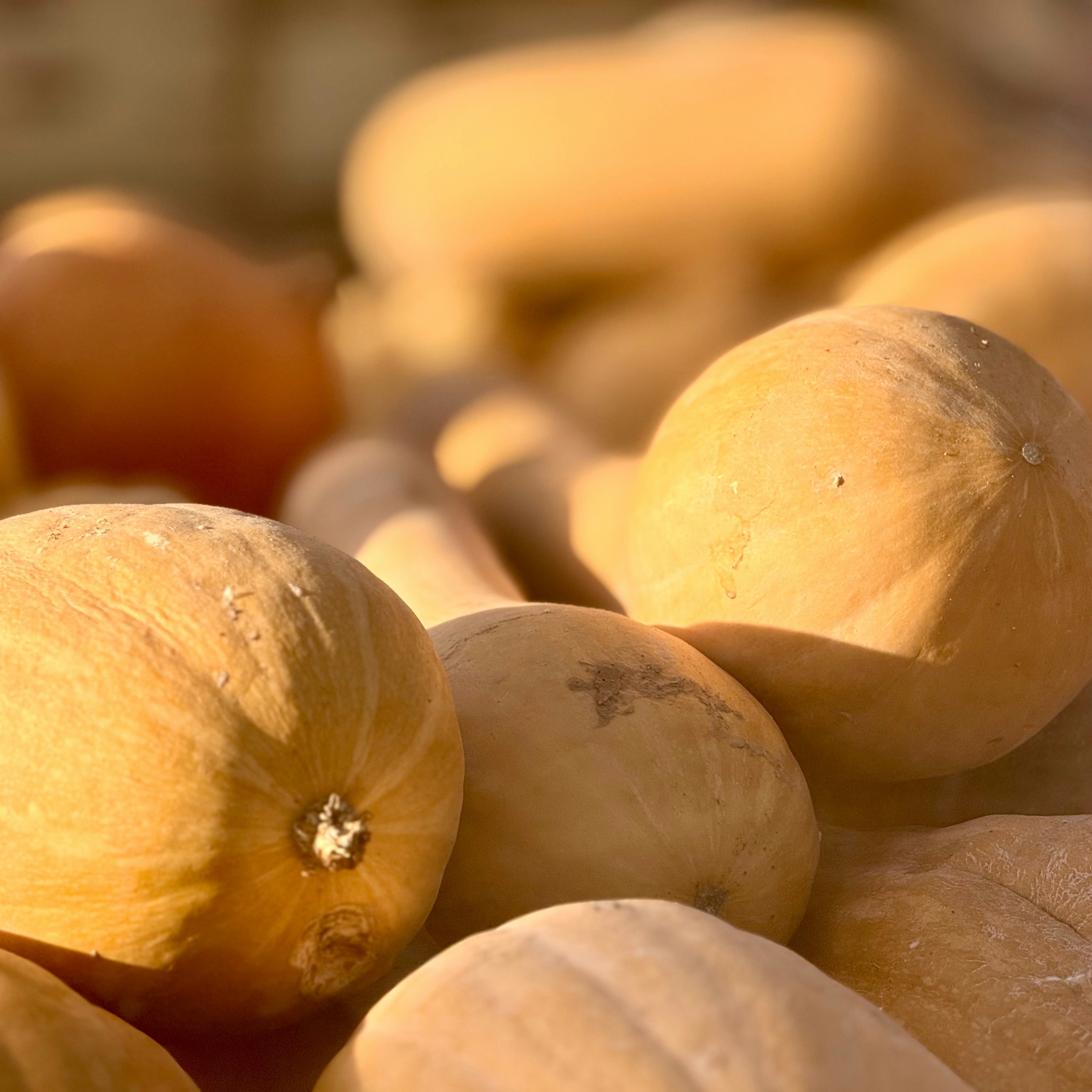 Fresh butternut squash