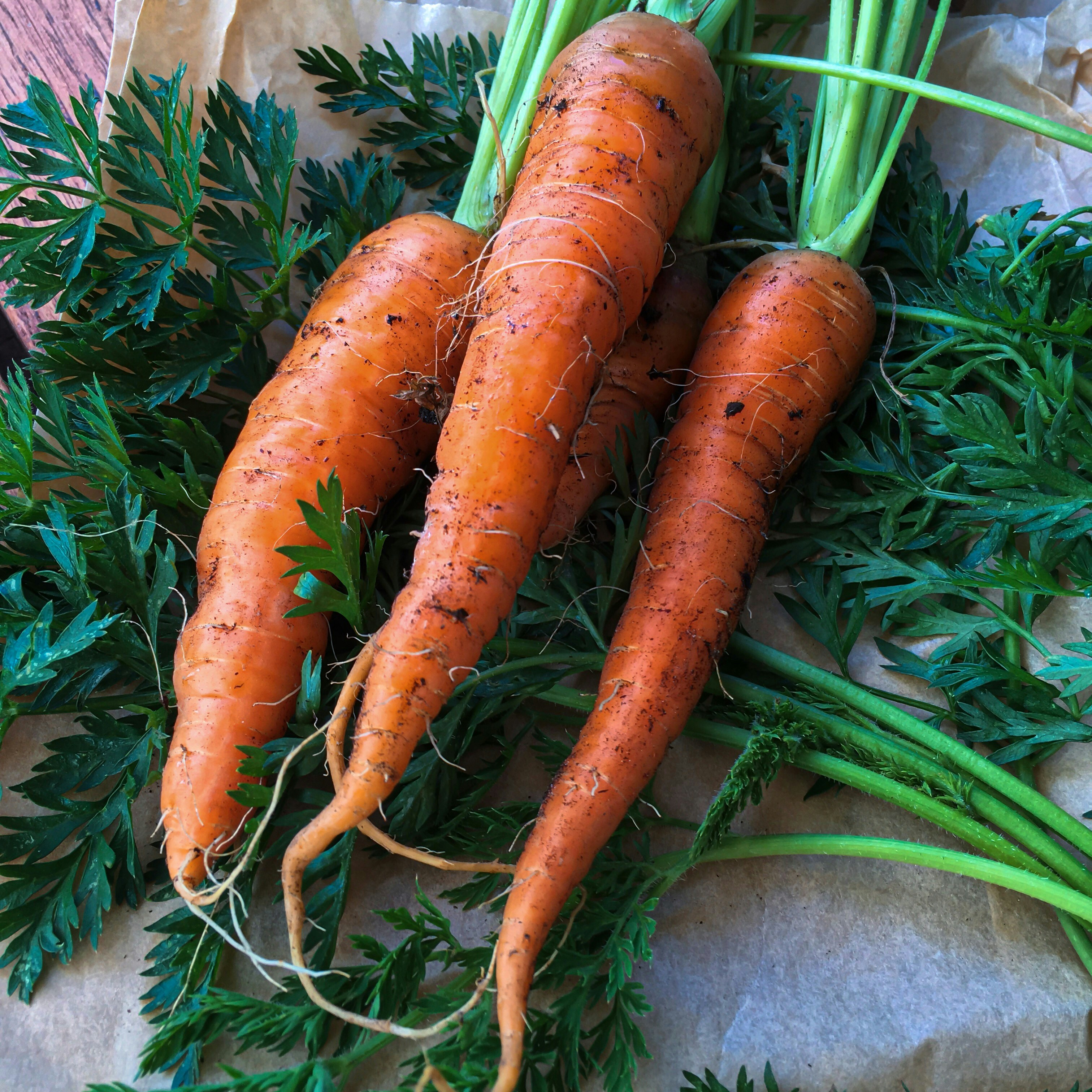 Fresh carrot vegetable