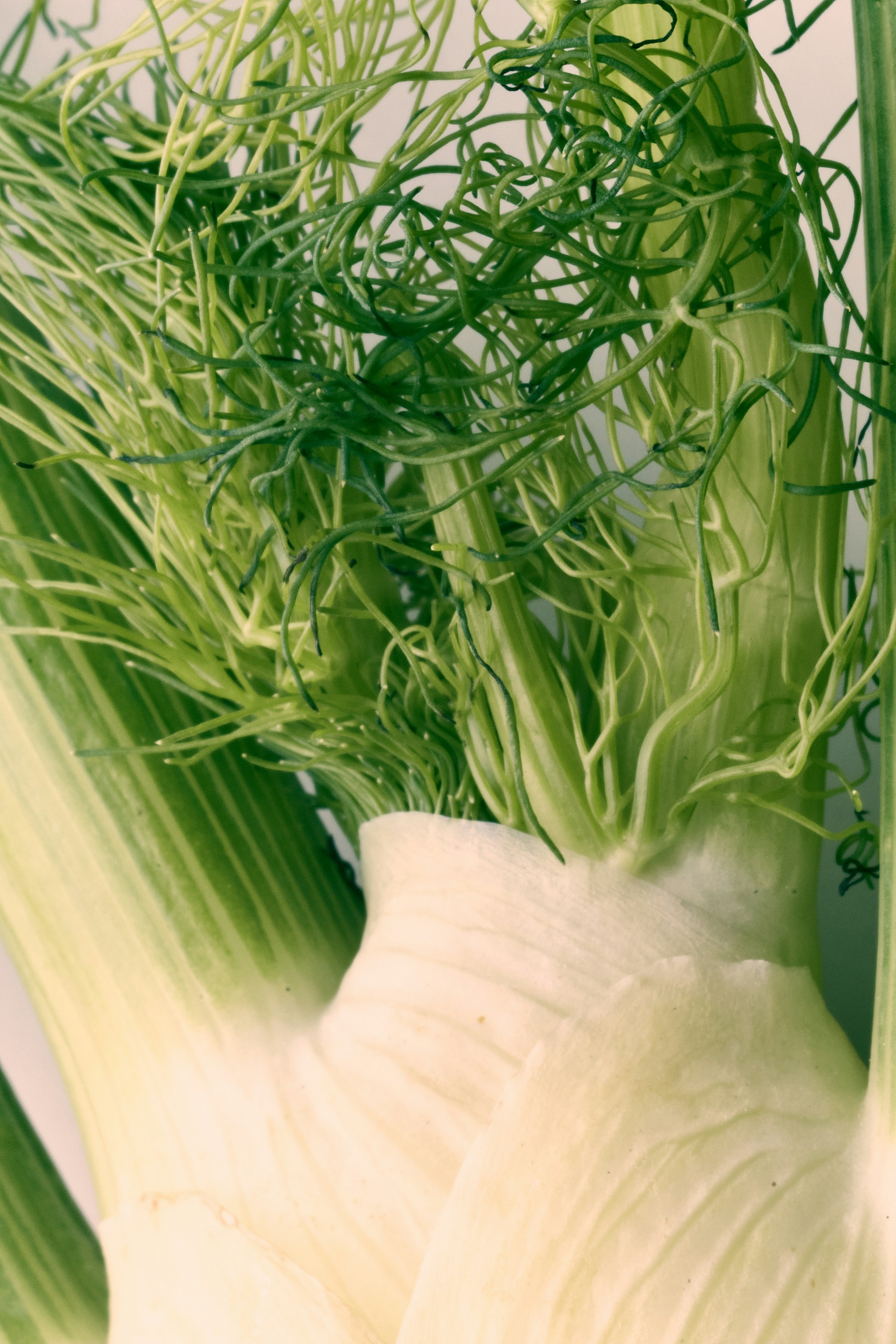 Fresh fennel