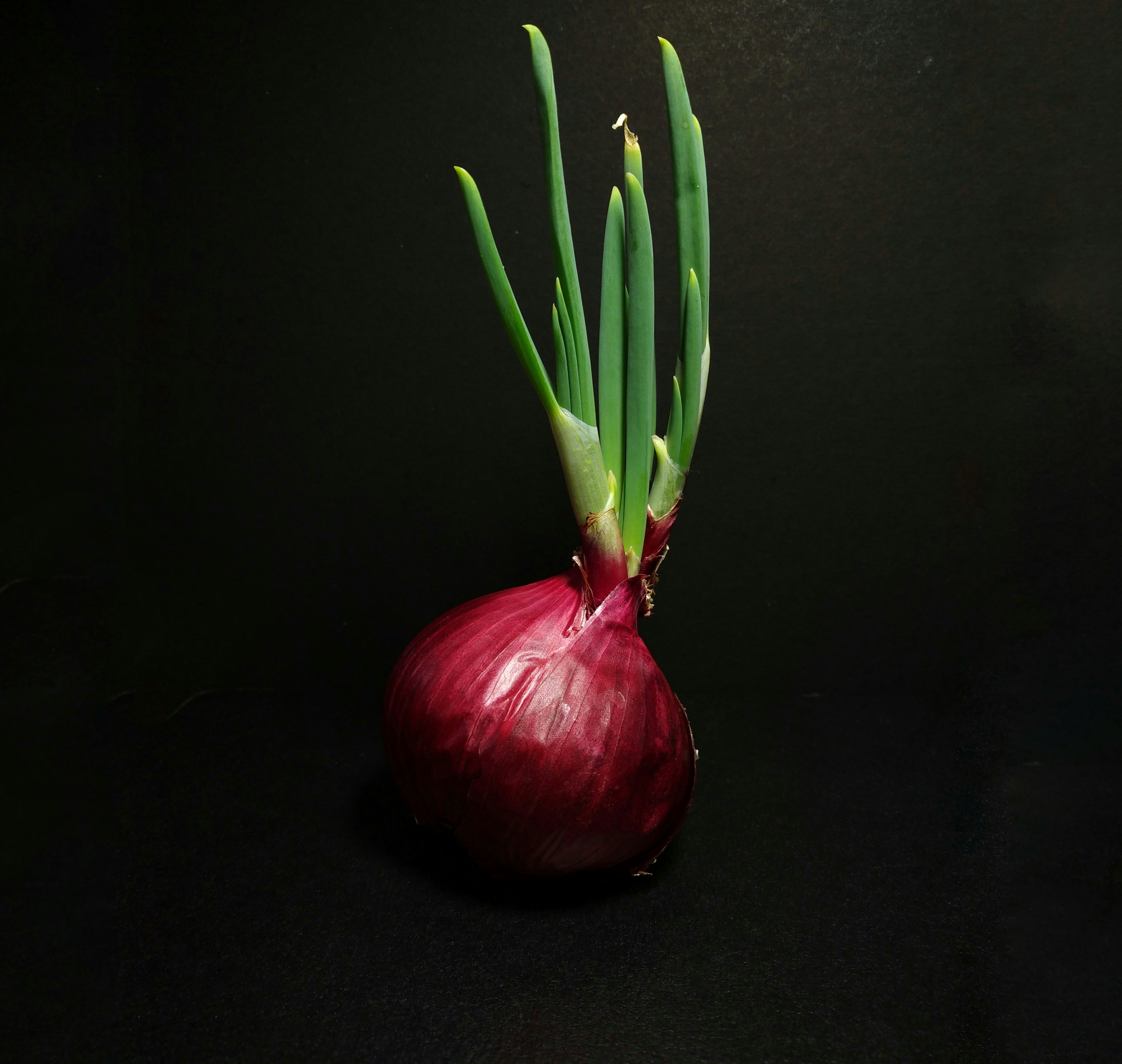 Fresh onion vegetable