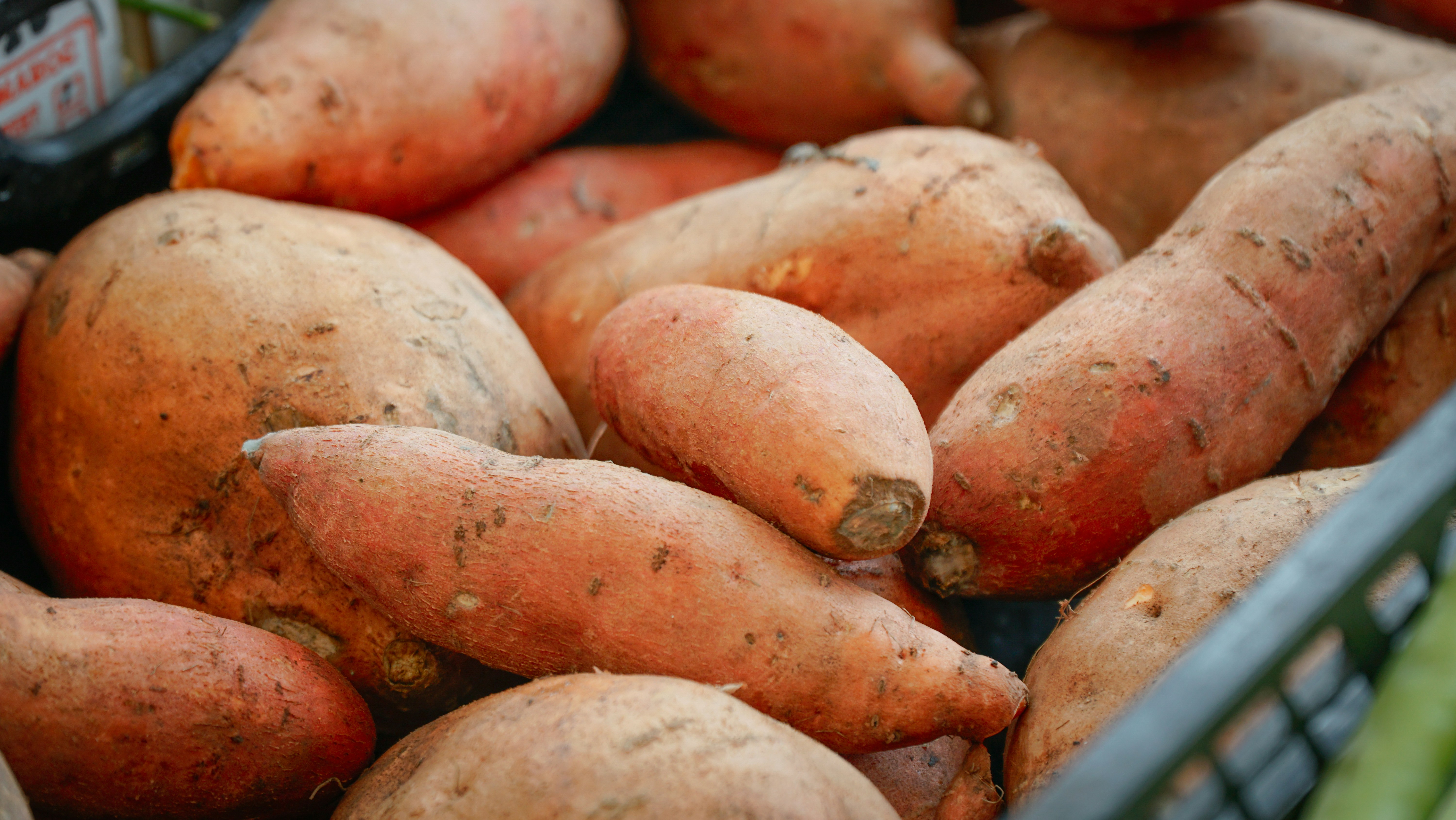 Fresh sweet potato vegetable