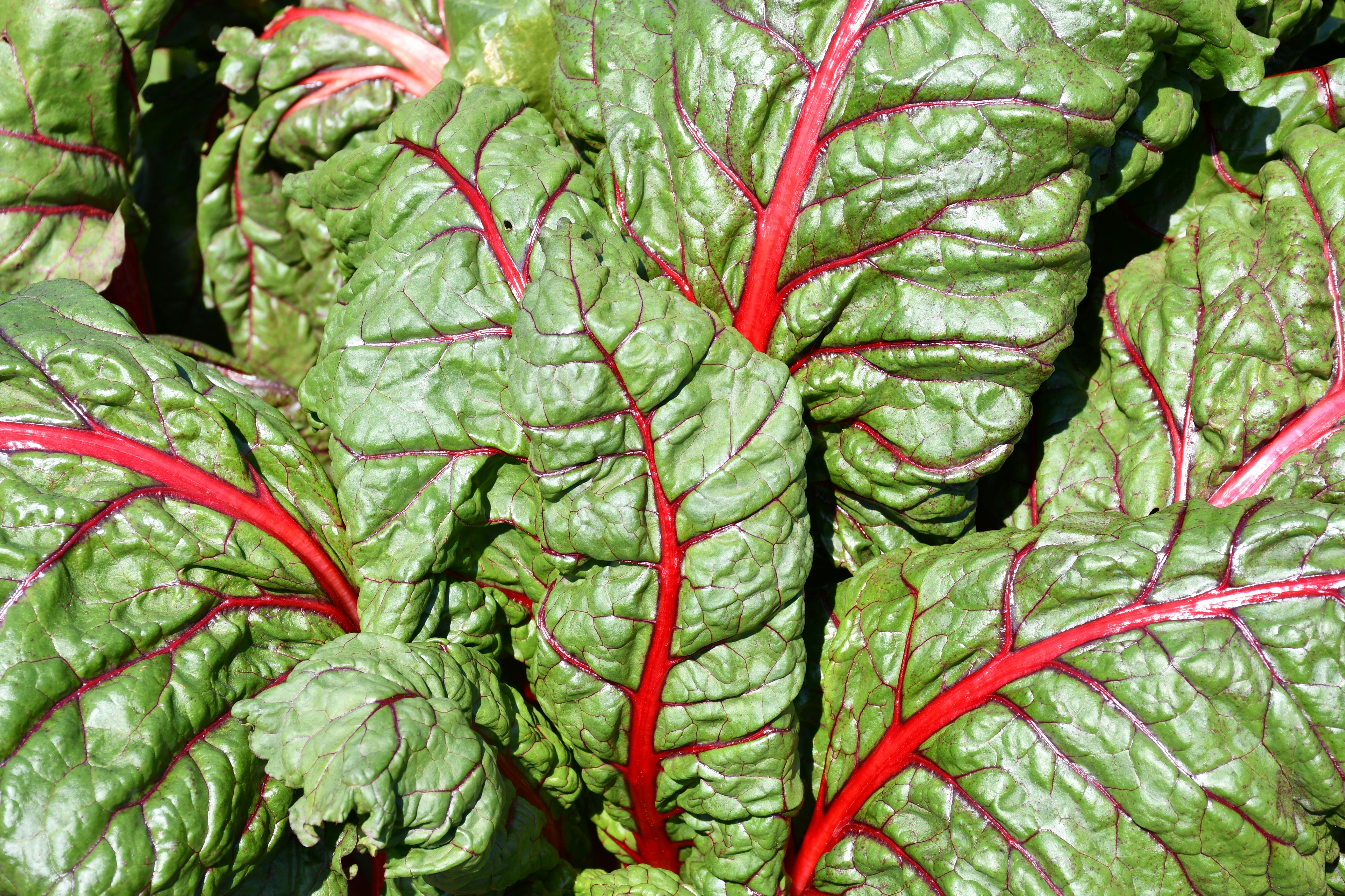 Fresh swiss chard