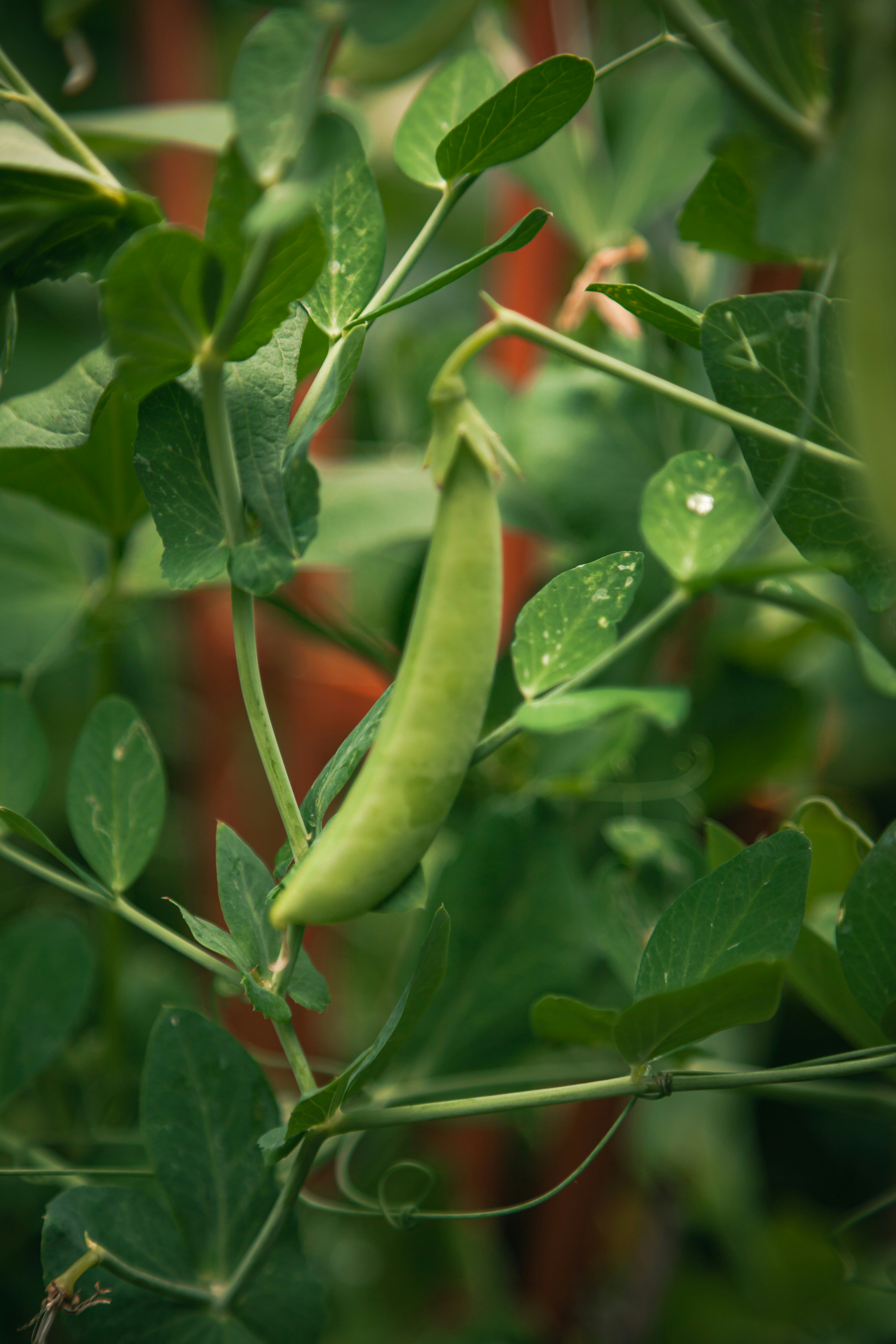 Fresh peas