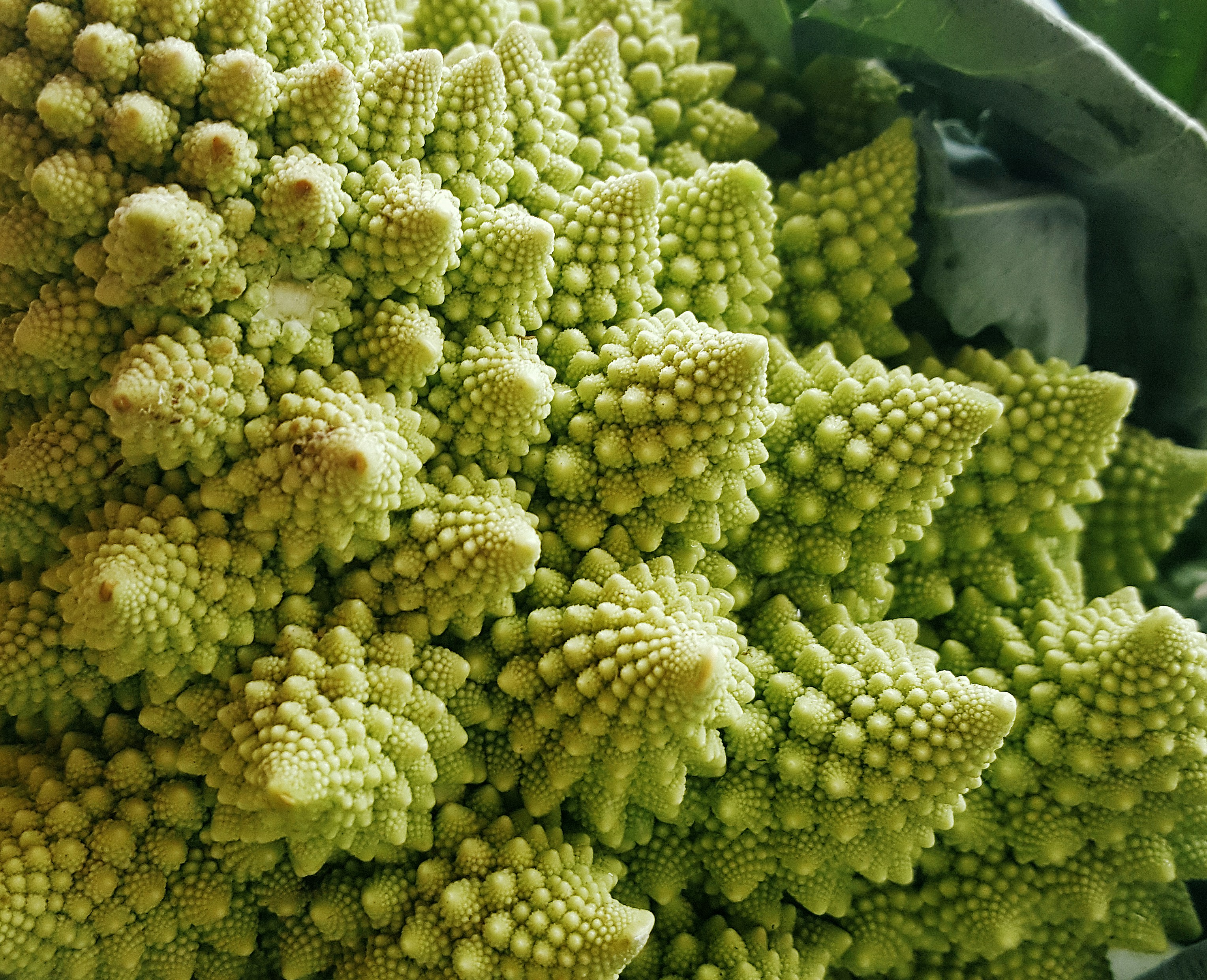 Fresh romanesco broccoli