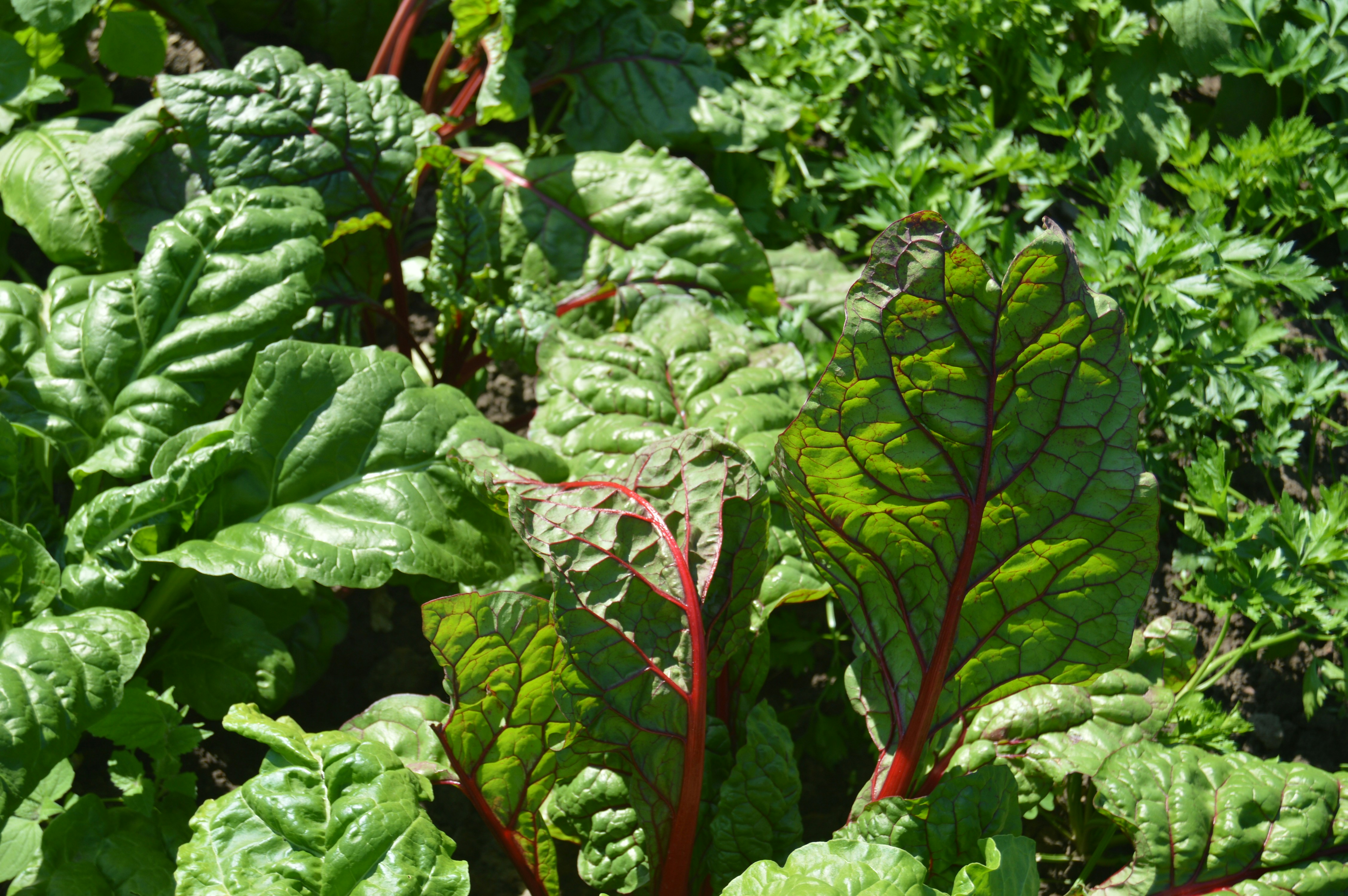 Fresh Swiss chard